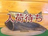 アメマス置物　中
