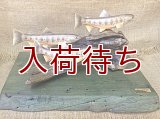 オショロコマ　3匹　