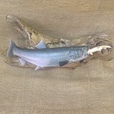 イトウ　ウグイ喰い
