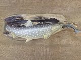 アメマス　ウグイ喰い