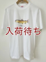 Tシャツ　アメマス　半袖