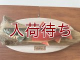 イトウ(婚姻色)壁掛け　小