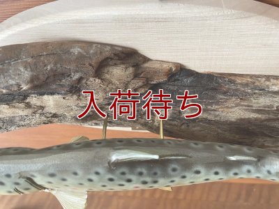 画像3: ブラウントラウト壁掛け　中