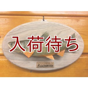 画像: ブルックトラウト壁掛け　ミニ