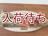 画像: イトウ(婚姻色)壁掛け　小