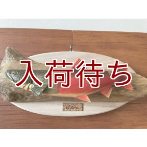 画像: イトウ(婚姻色)壁掛け　小