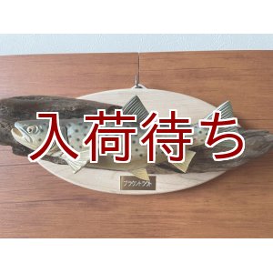 画像: ブラウントラウト壁掛け　中